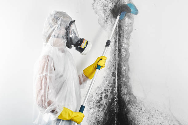 Best Water Damage & Mold Remediation  in New Athens, IL