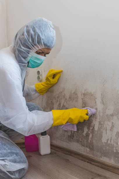 Best Post-Remediation Verification Testing  in New Athens, IL