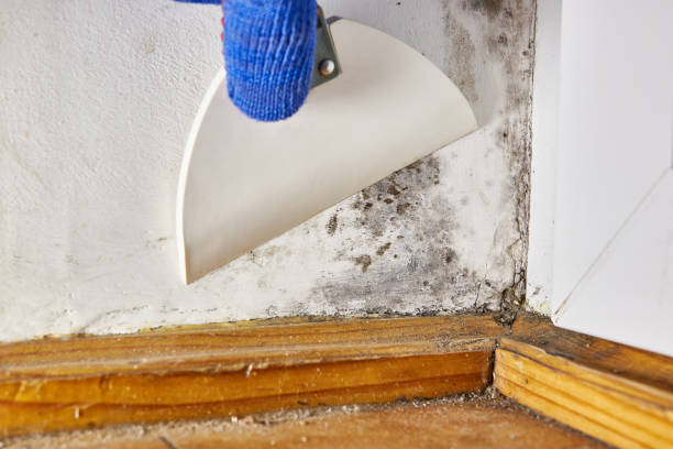 Best Mold Remediation for Healthcare Facilities  in New Athens, IL