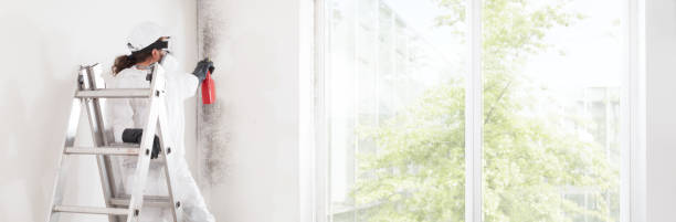Mold Remediation for Vacation Homes in New Athens, IL