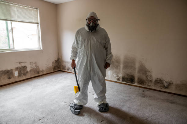 Best Environmental Consulting for Mold Prevention  in New Athens, IL